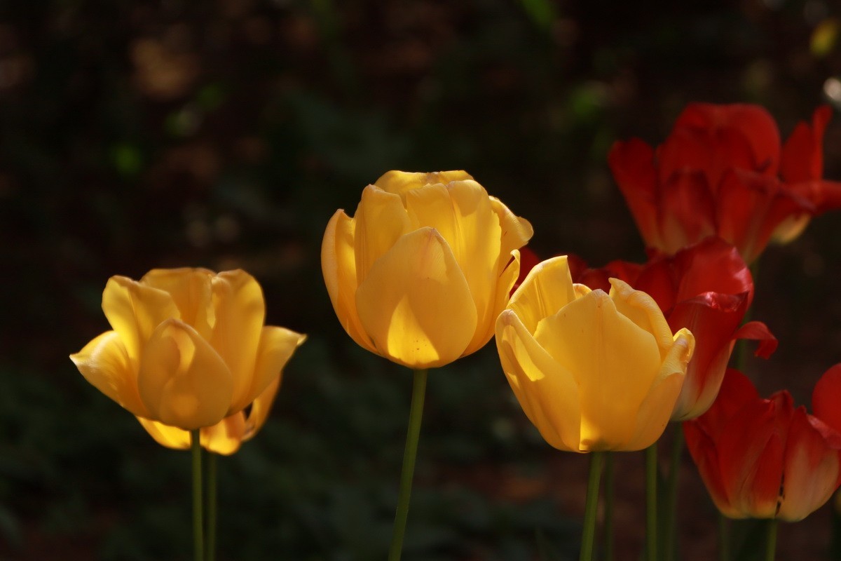 关东百花园（350）——多彩郁金香