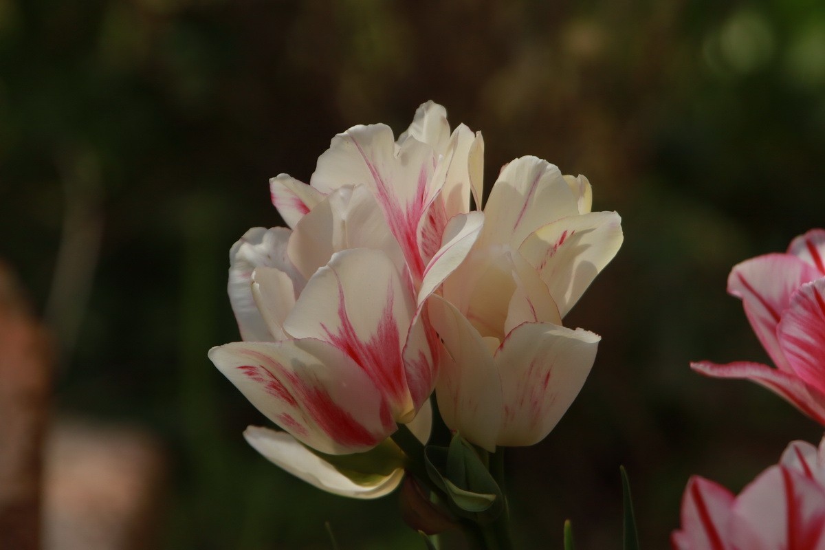 关东百花园（350）——多彩郁金香