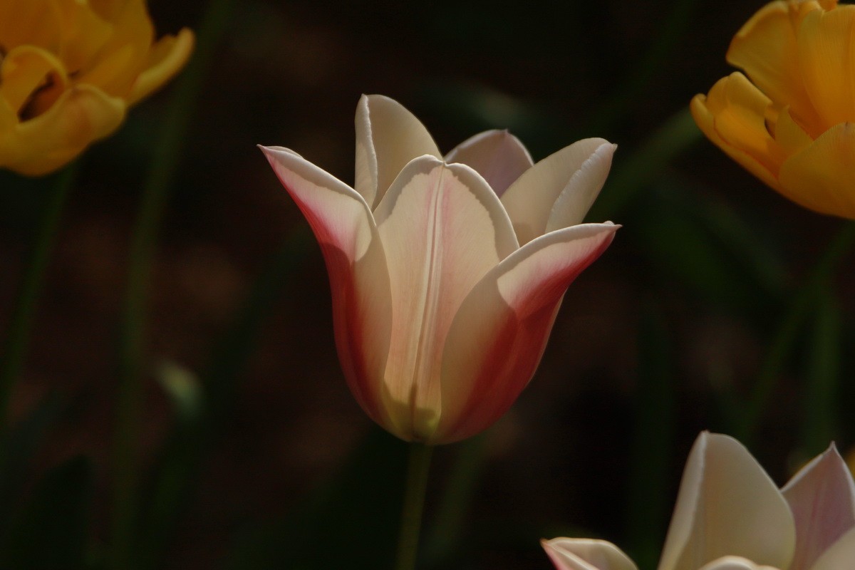 关东百花园（350）——多彩郁金香