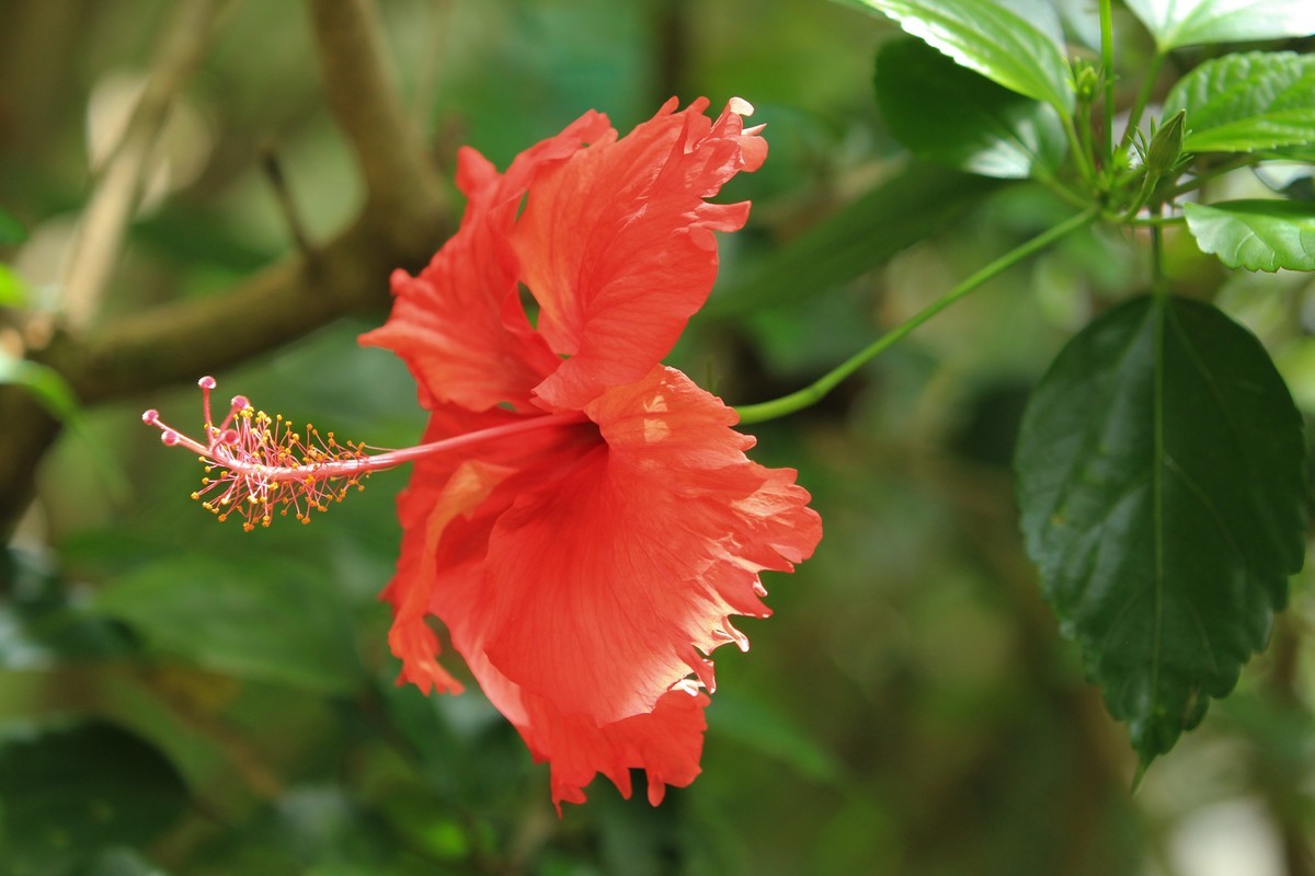 拍摄花卉一（252）