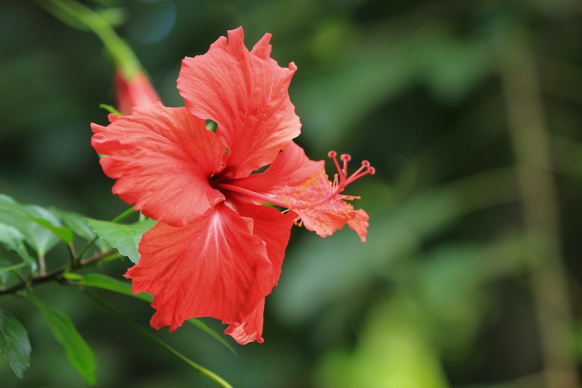 拍摄花卉一（252）