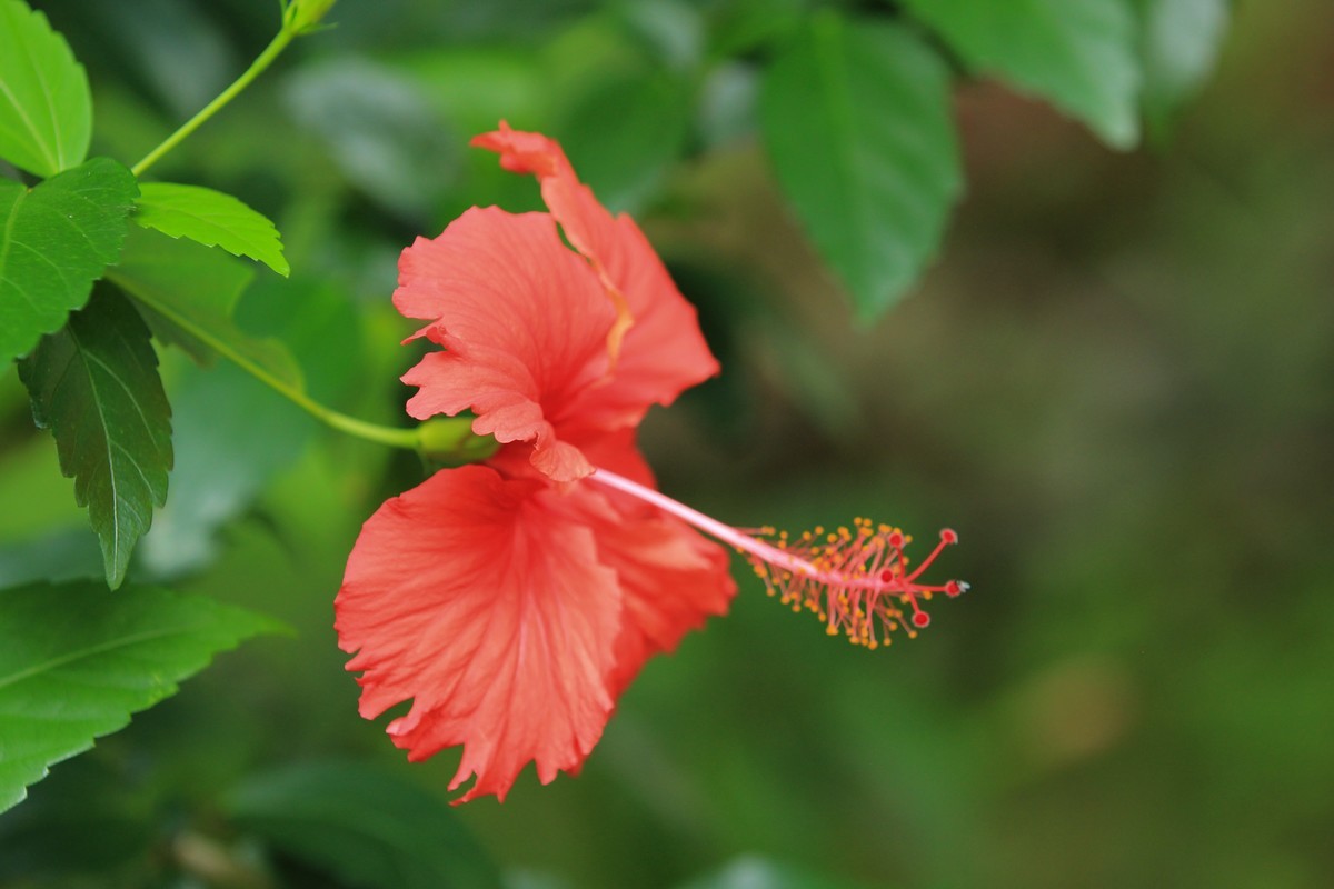 拍摄花卉一（252）