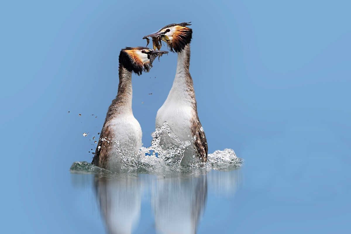 卿卿我我小鷿鷈