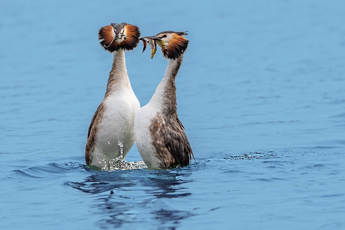 卿卿我我小鷿鷈
