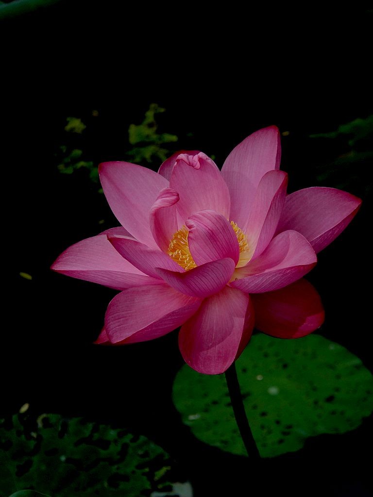 芙蓉仙子舞人间=4