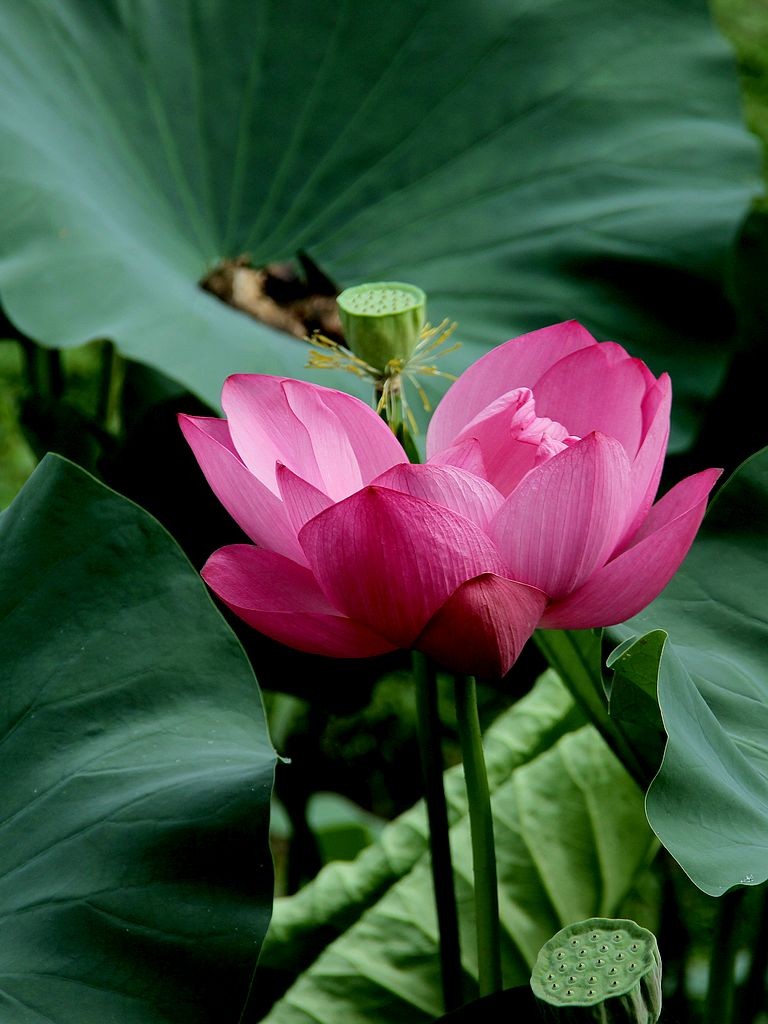 芙蓉仙子舞人间=6