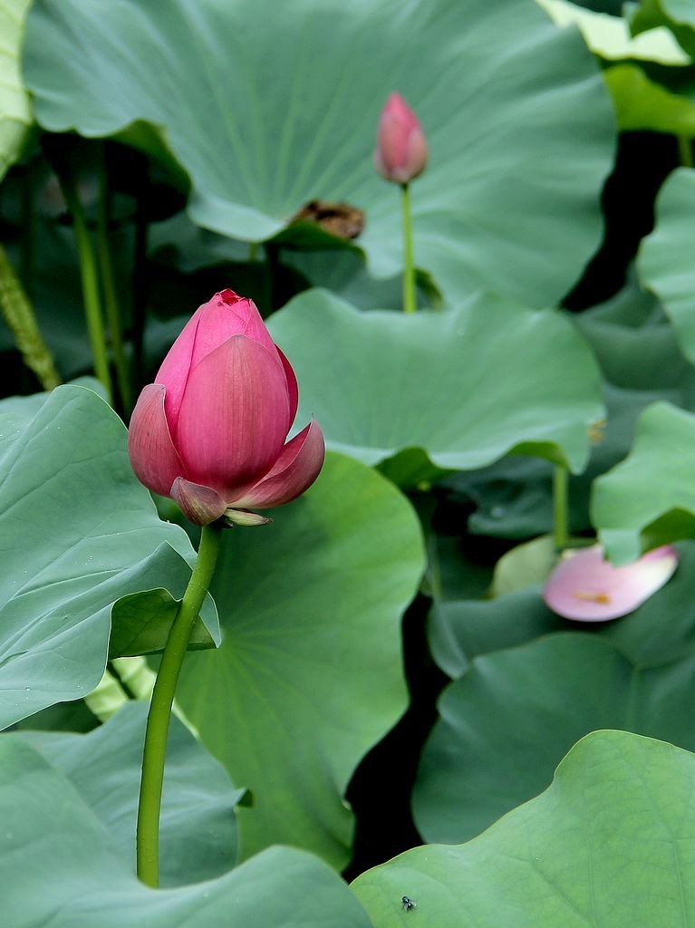 芙蓉仙子舞人间=6