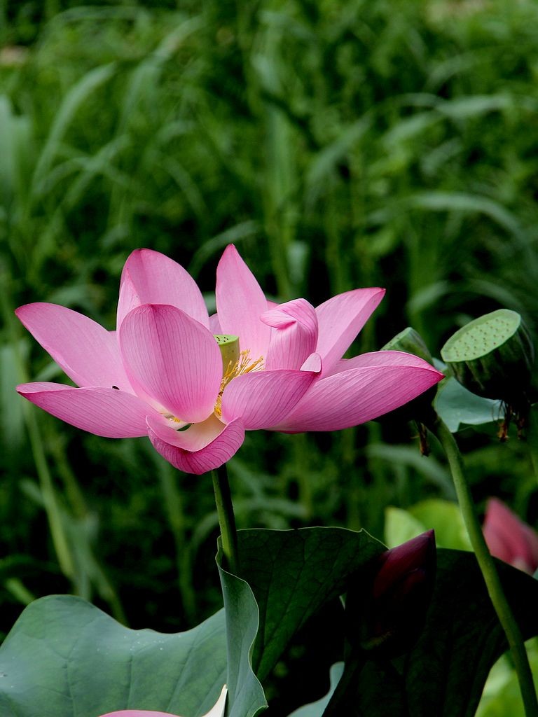 芙蓉仙子舞人间=6