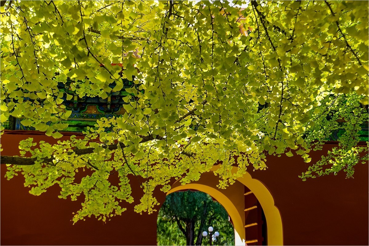 2024年第0780贴-中山公园纪实游拍（1018）