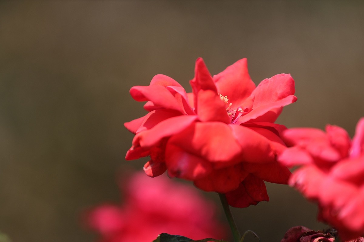 月季花开