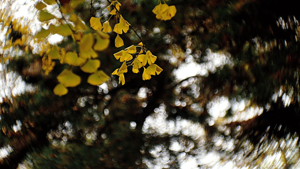 裕西遛弯儿，随见随拍