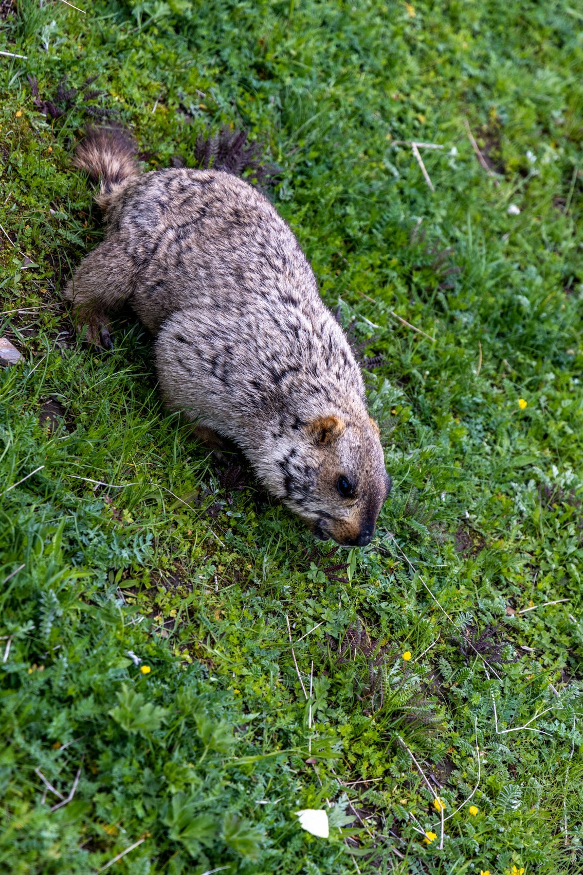 甘南旅拍——土拨鼠（4）完