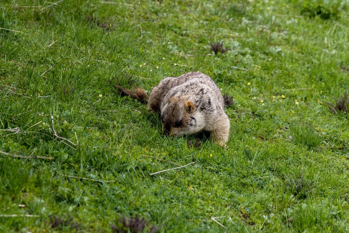 甘南旅拍——土拨鼠（2）