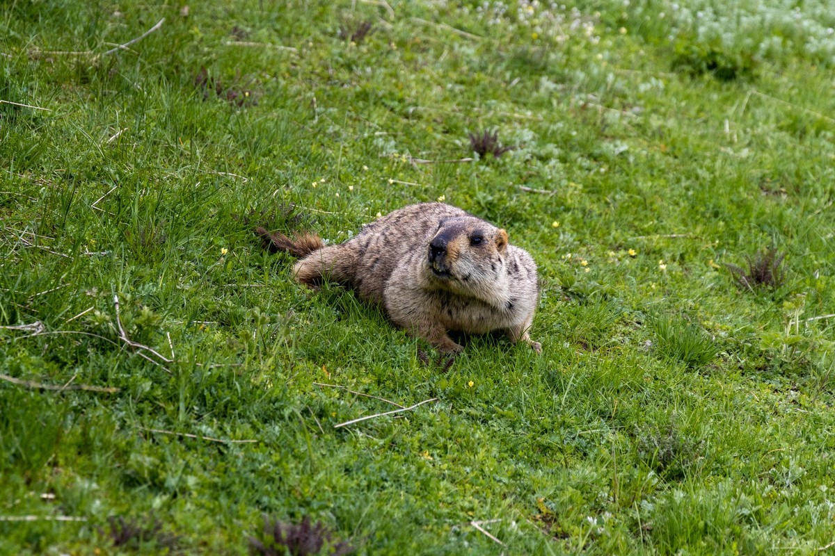 甘南旅拍——土拨鼠（2）