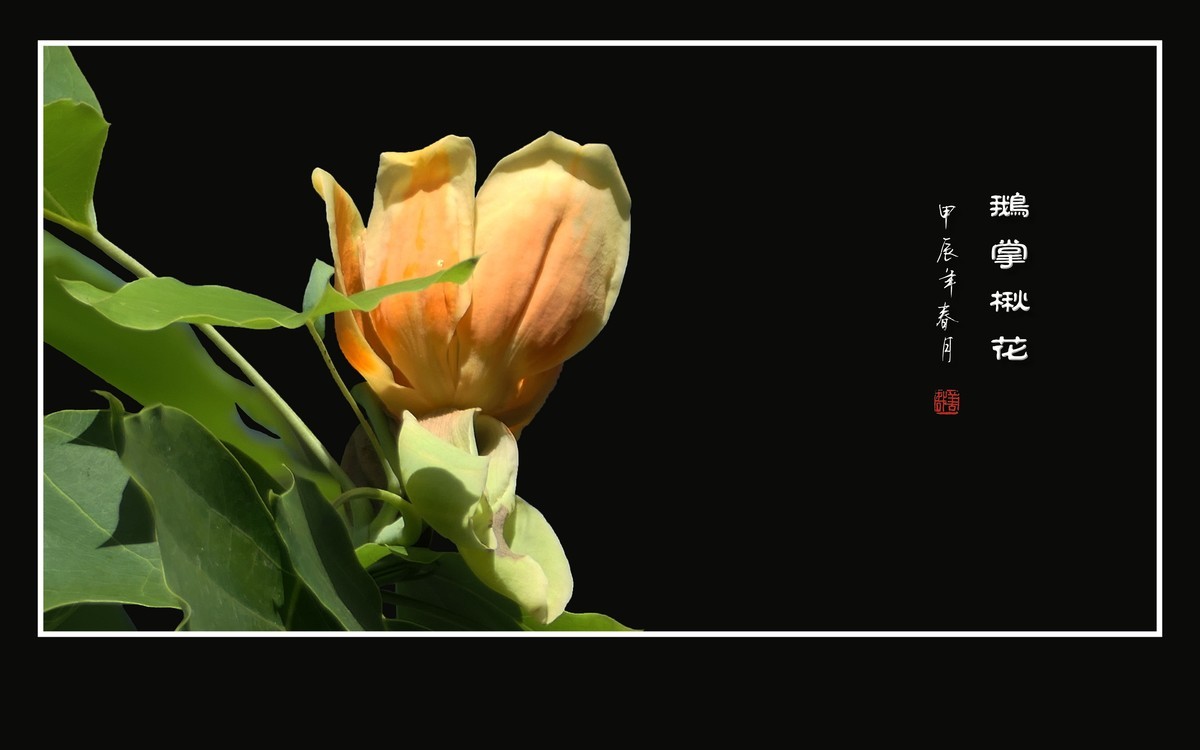 树上的金杯摇啊摇