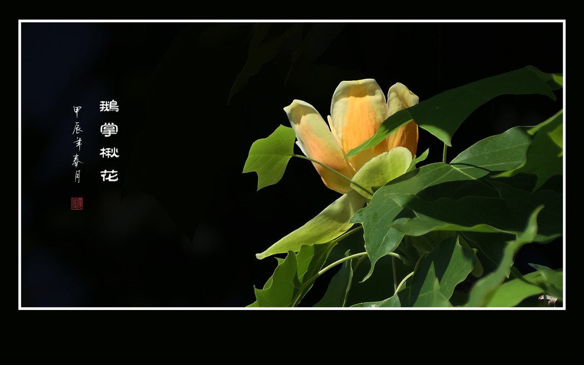 树上的金杯摇啊摇