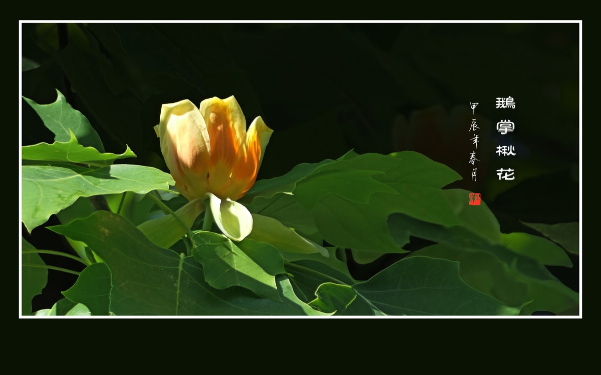 树上的金杯摇啊摇