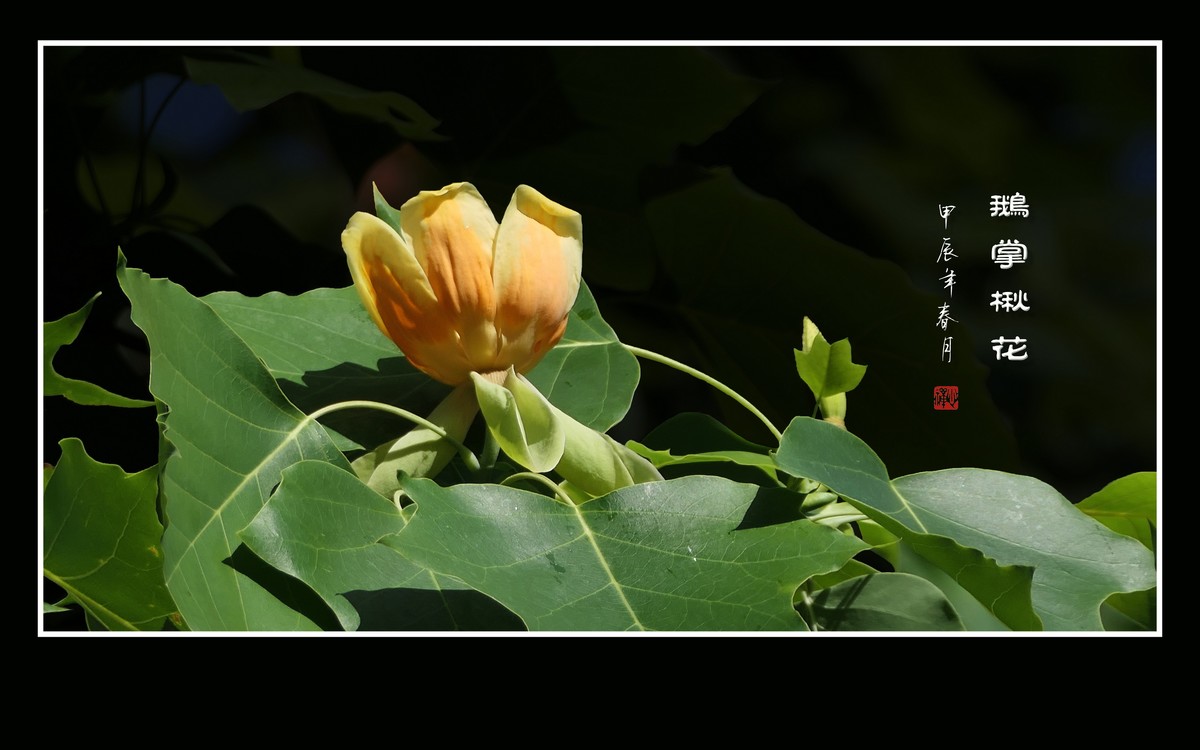 树上的金杯摇啊摇