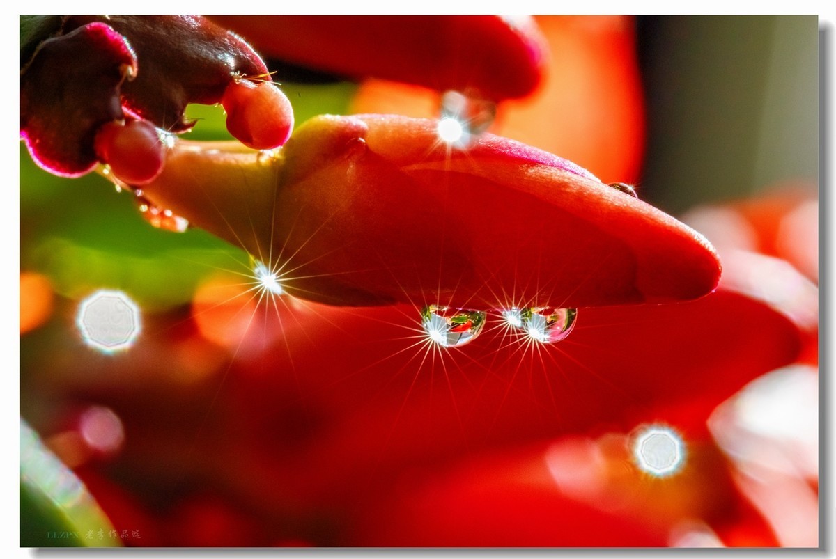 家里的蟹爪兰开花了！