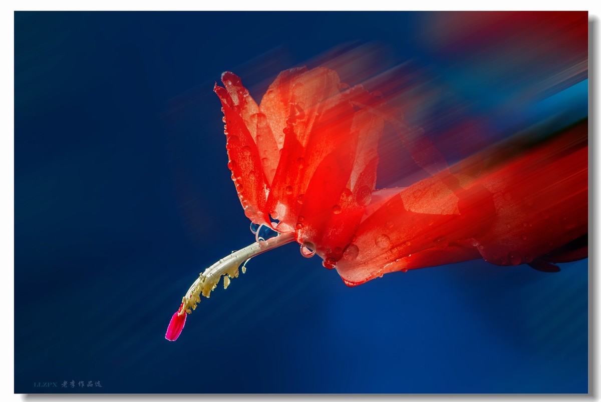 家里的蟹爪兰开花了！