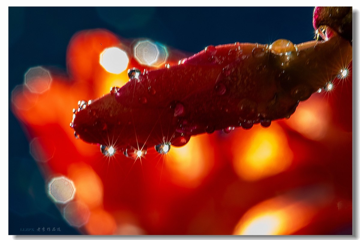 家里的蟹爪兰开花了！