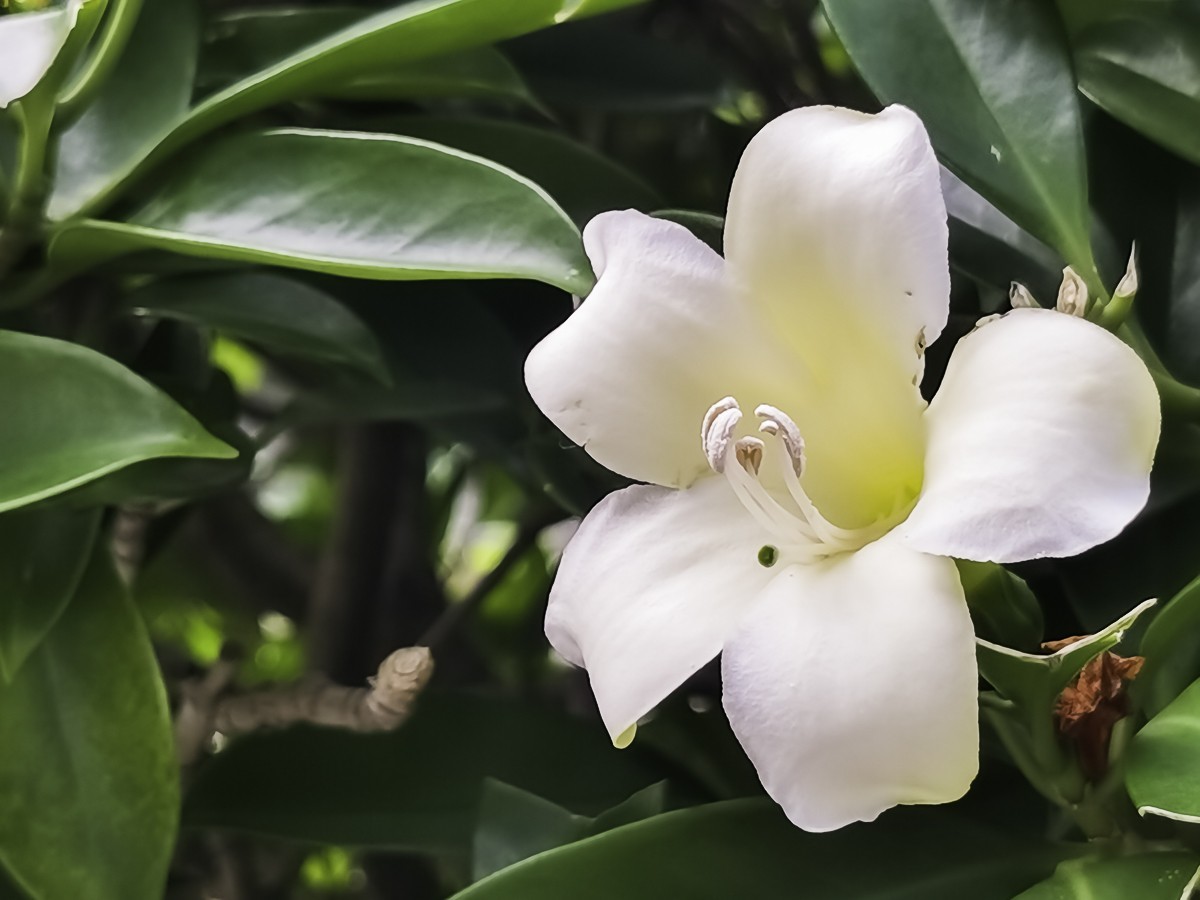 非洲茉莉花 ～ 掠影
