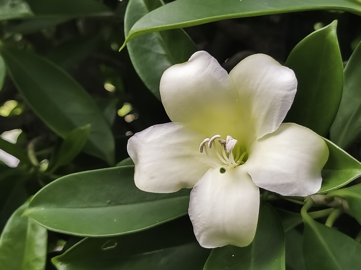 非洲茉莉花 ～ 掠影