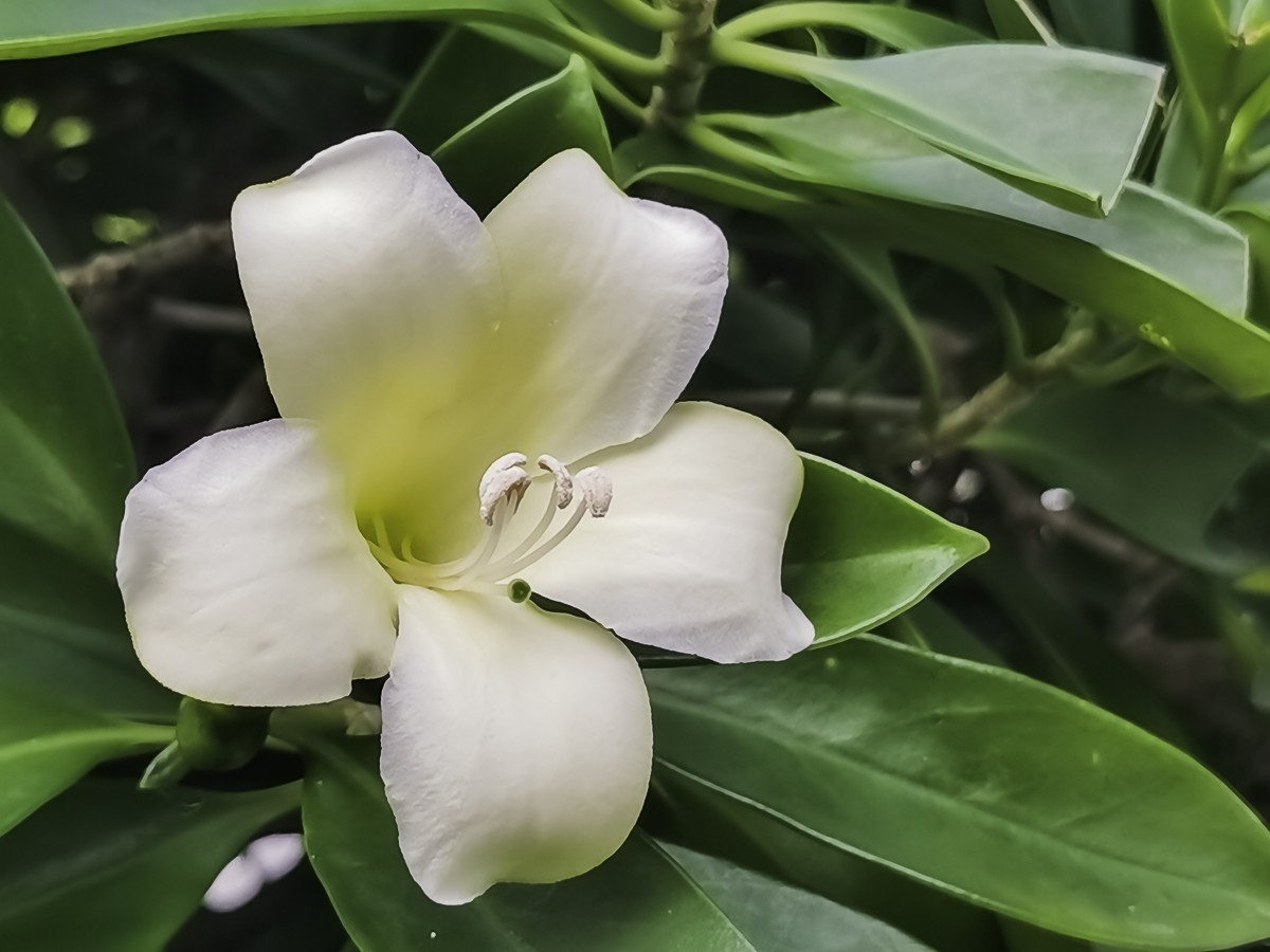 非洲茉莉花 ～ 掠影