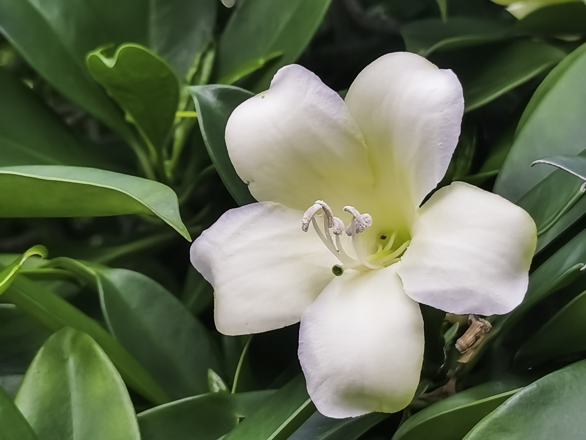 非洲茉莉花 ～ 掠影