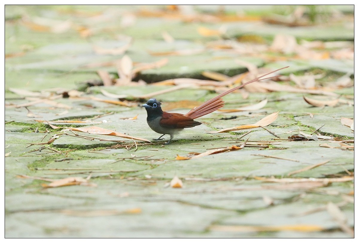 绶带（公鸟）清晨从竹林下到小路上觅食