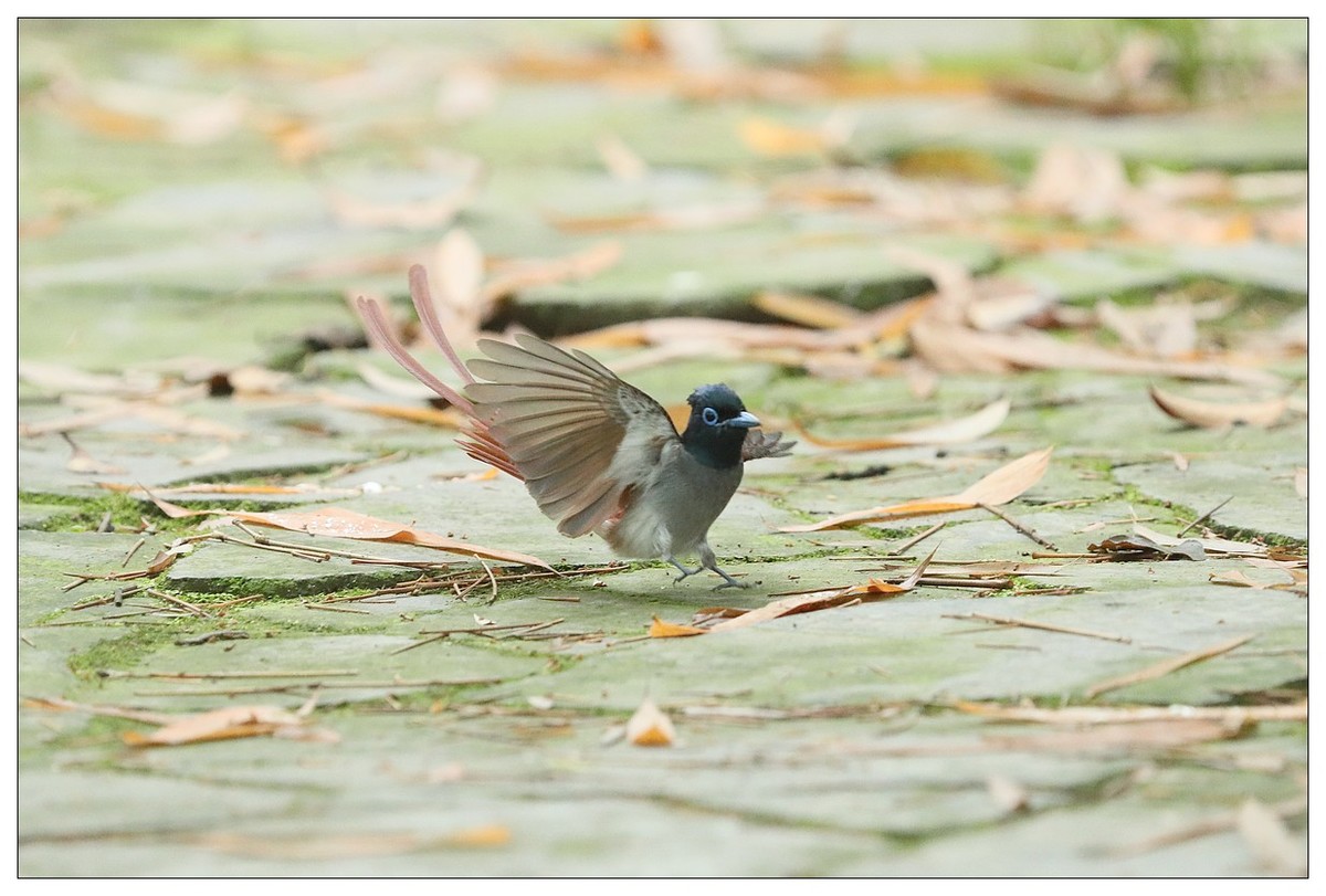 绶带（公鸟）清晨从竹林下到小路上觅食