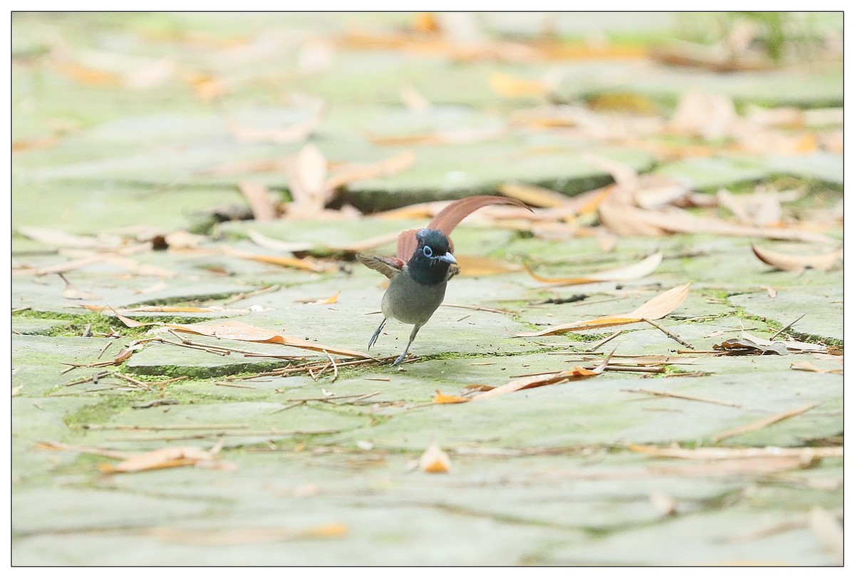 绶带（公鸟）清晨从竹林下到小路上觅食