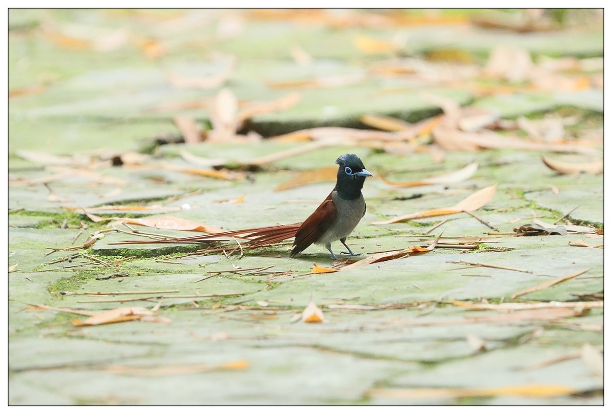 绶带（公鸟）清晨从竹林下到小路上觅食