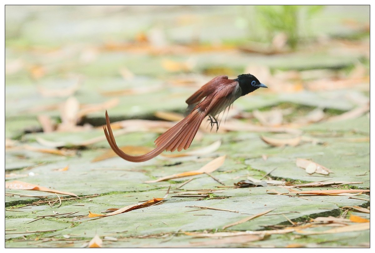 绶带（公鸟）清晨从竹林下到小路上觅食