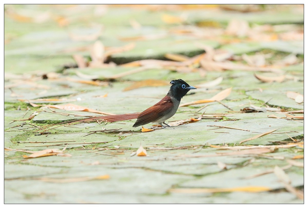 绶带（公鸟）清晨从竹林下到小路上觅食