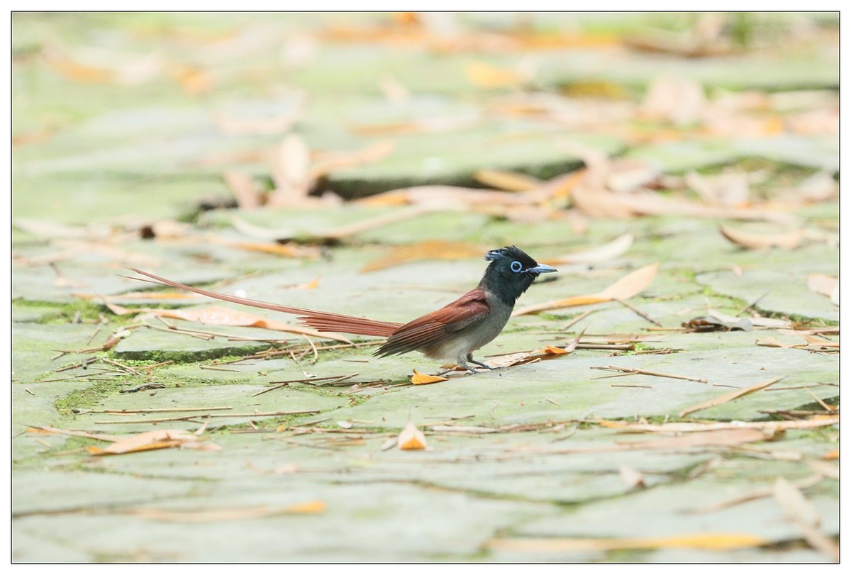 绶带（公鸟）清晨从竹林下到小路上觅食