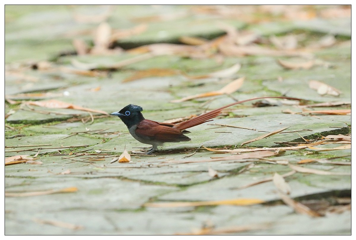 绶带（公鸟）清晨从竹林下到小路上觅食