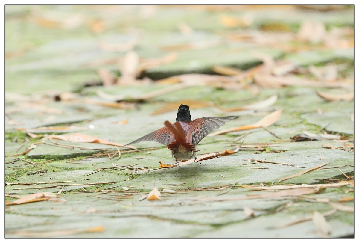 绶带（公鸟）清晨从竹林下到小路上觅食