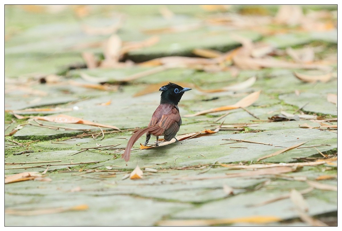 绶带（公鸟）清晨从竹林下到小路上觅食