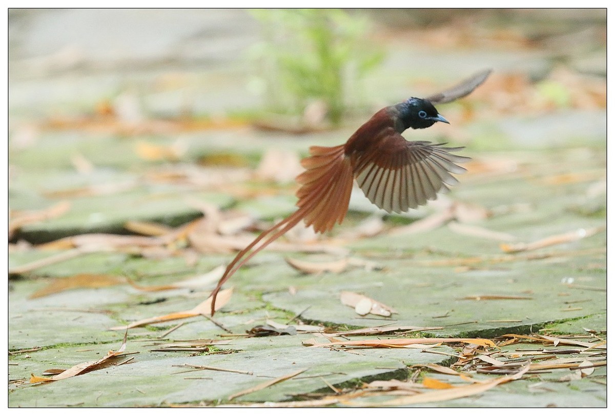 绶带（公鸟）清晨从竹林下到小路上觅食