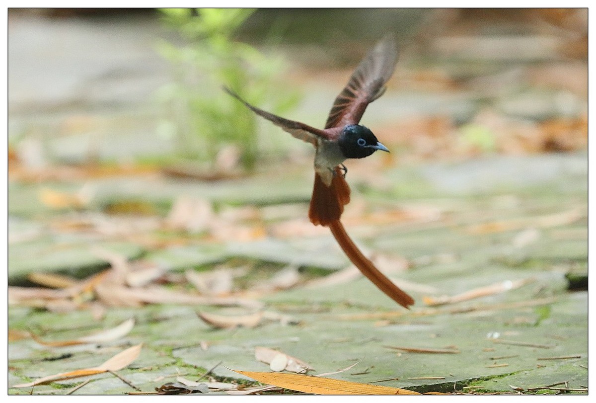 绶带（公鸟）清晨从竹林下到小路上觅食