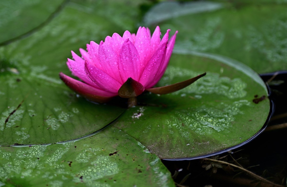 2023年端午节前发一组荷花