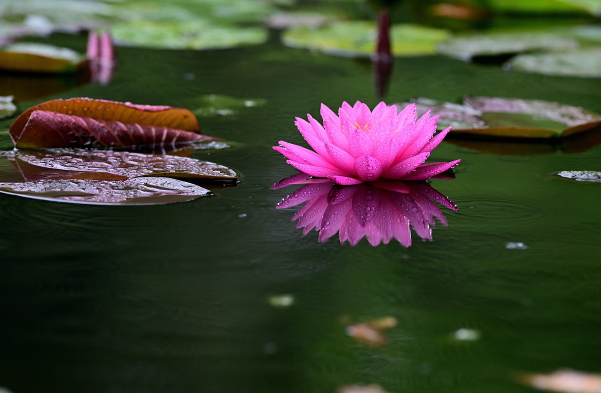 2023年端午节前发一组荷花