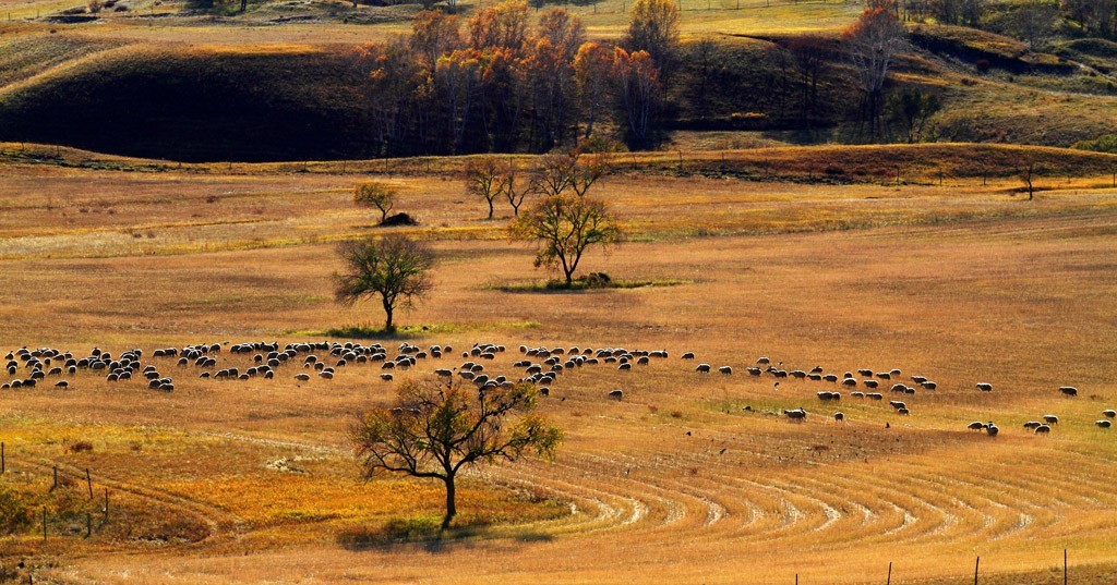 最美草原看吧上