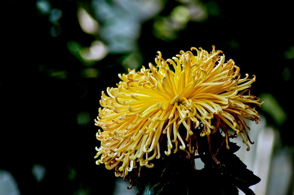 晚秋——菊开正当时 （三）