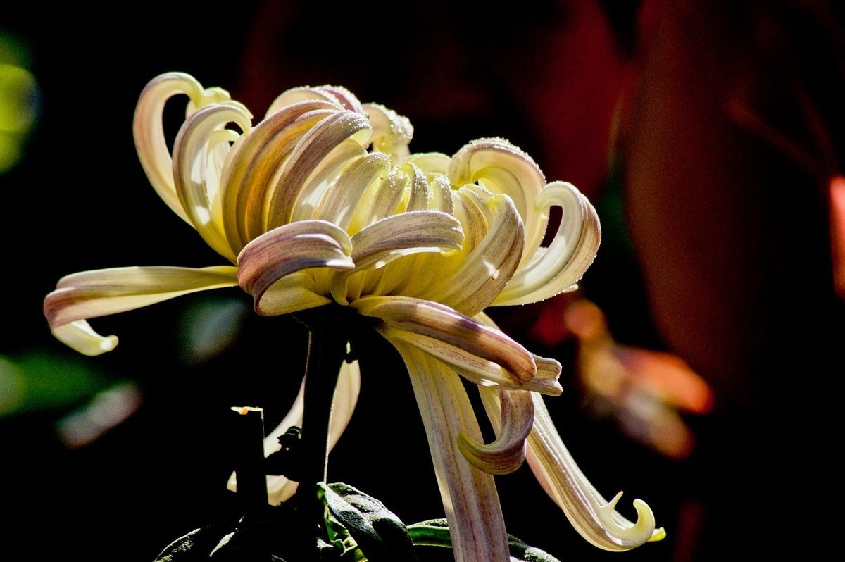 晚秋——菊开正当时 （三）