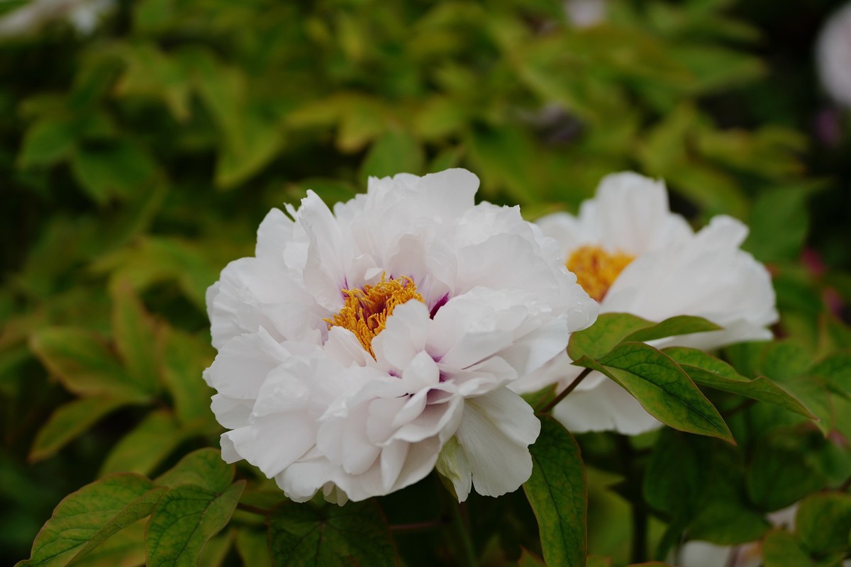 今年四月份拍的牡丹