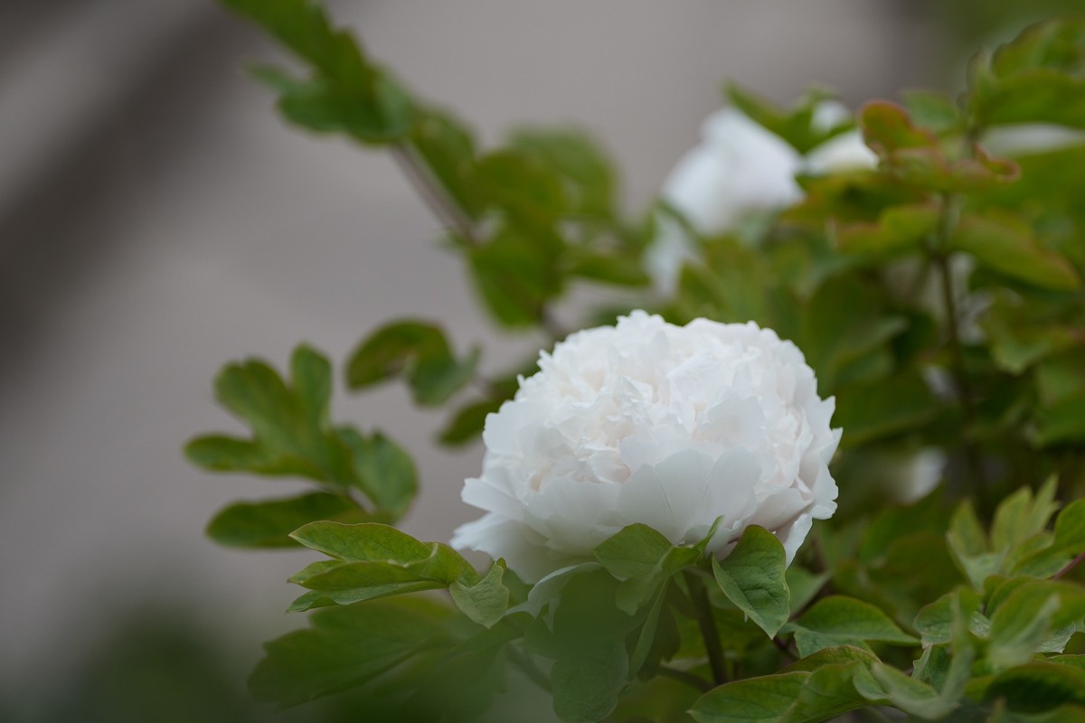 今年四月份拍的牡丹