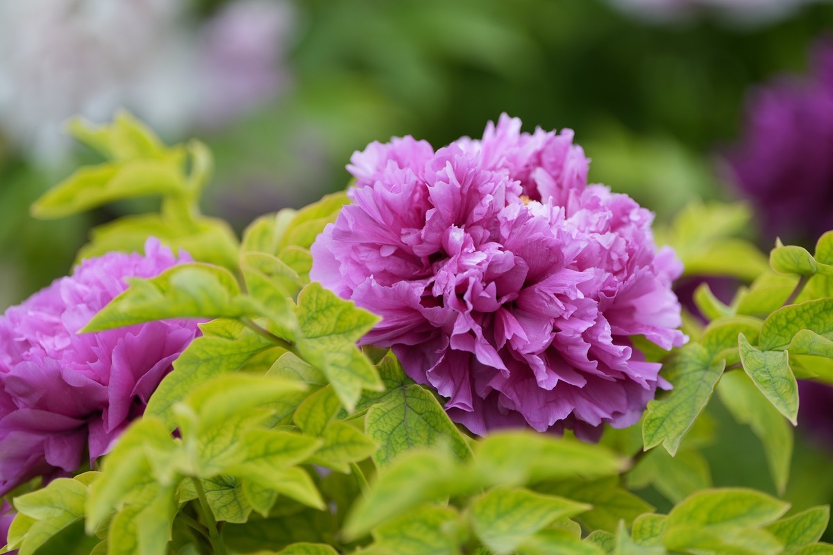 今年四月份拍的牡丹