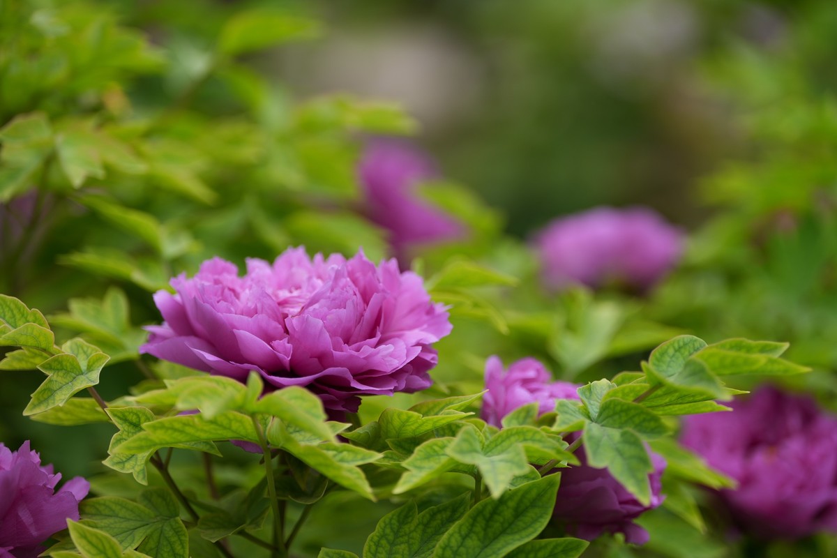 今年四月份拍的牡丹